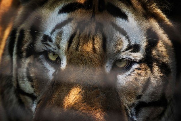 В Китае нелегально разводят амурских тигров - на убой 5
