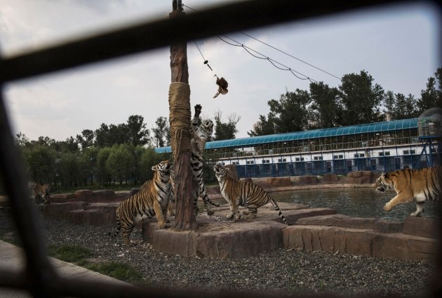 В Китае нелегально разводят амурских тигров - на убой 9