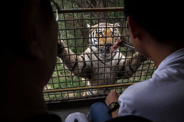 В Китае нелегально разводят амурских тигров - на убой 23