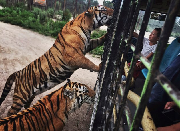 В Китае нелегально разводят амурских тигров - на убой 21