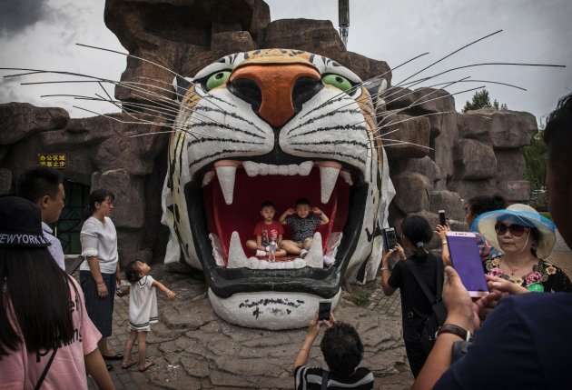 В Китае нелегально разводят амурских тигров - на убой 11