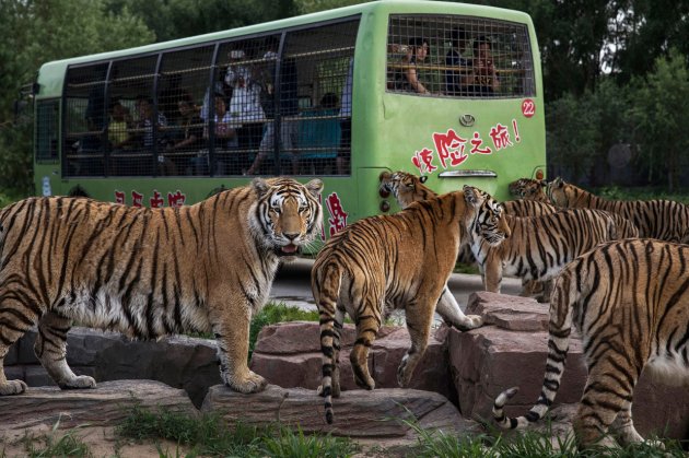 В Китае нелегально разводят амурских тигров - на убой 19
