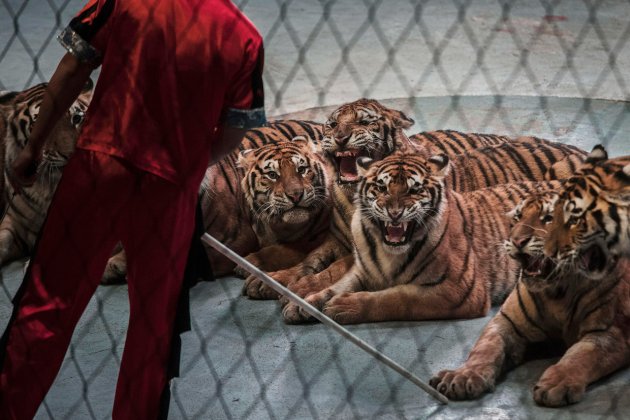 В Китае нелегально разводят амурских тигров - на убой 7