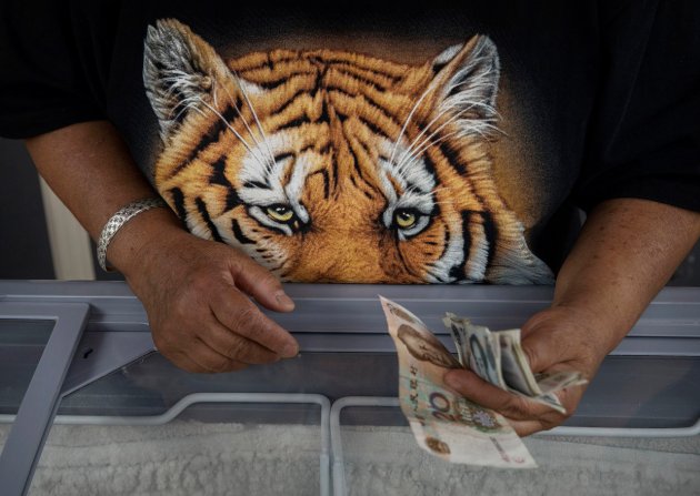 В Китае нелегально разводят амурских тигров - на убой 17