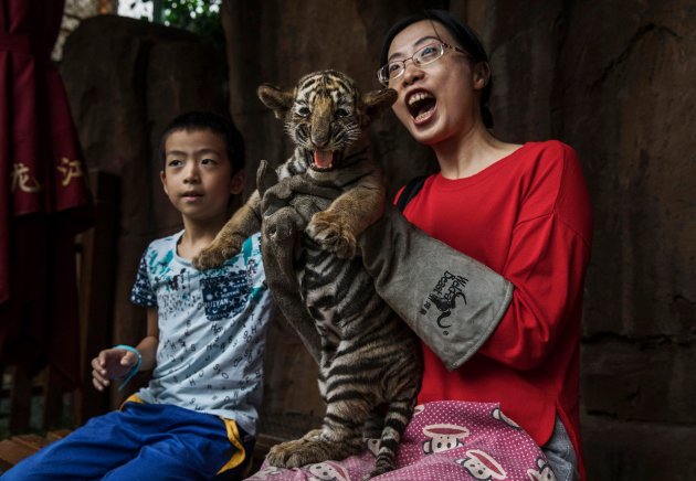 В Китае нелегально разводят амурских тигров - на убой 15