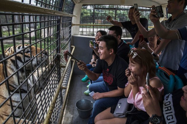 В Китае нелегально разводят амурских тигров - на убой 25