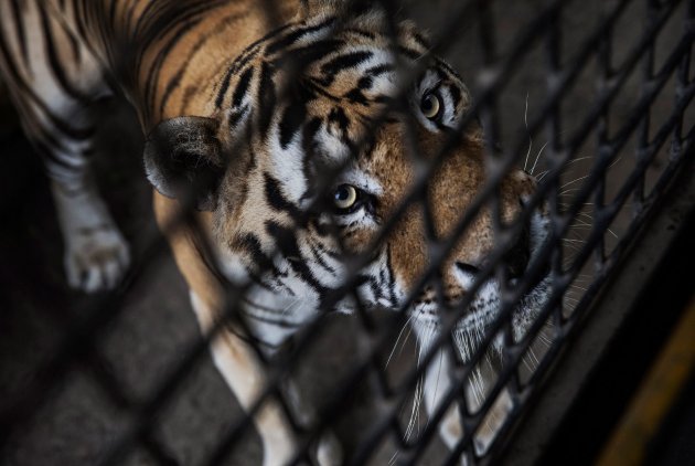В Китае нелегально разводят амурских тигров - на убой 27
