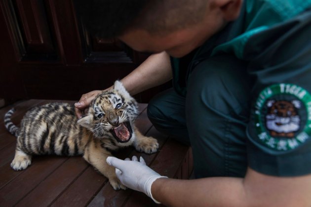 В Китае нелегально разводят амурских тигров - на убой 1