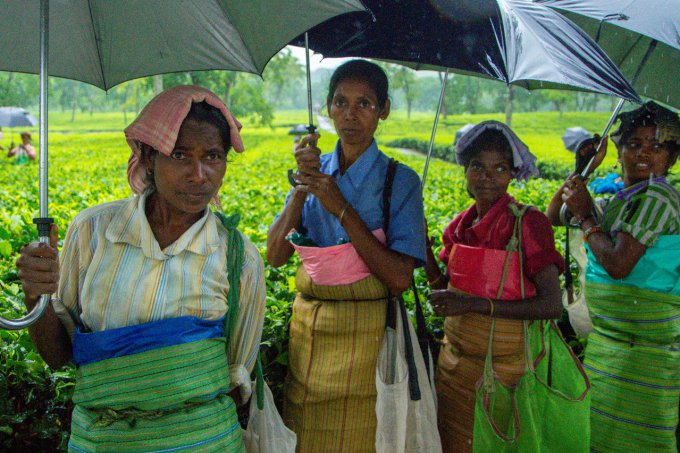 Как выращивают и собирают индийский чай? Фото