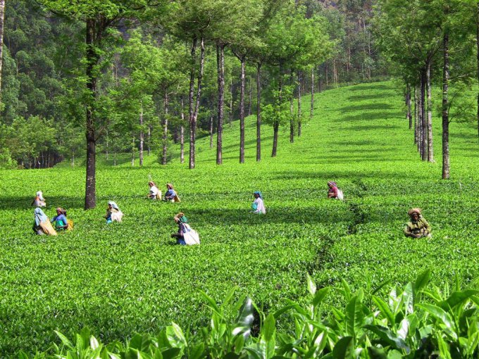 Как выращивают и собирают индийский чай? Фото