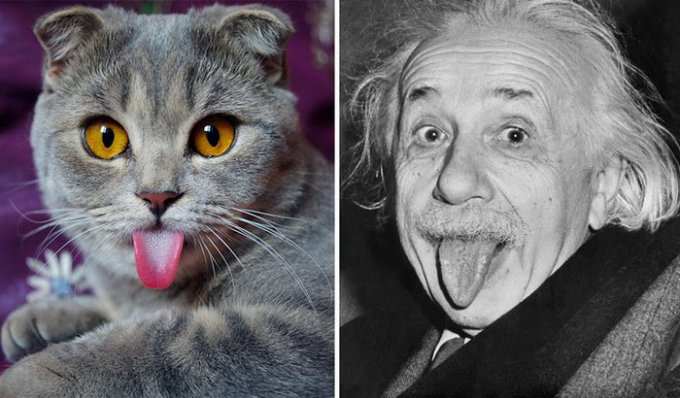 В сети появилась новая звезда – кошка-Эйнштейн