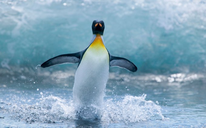 Благодарный пингвин плывёт за 8000 километров к своему спасителю