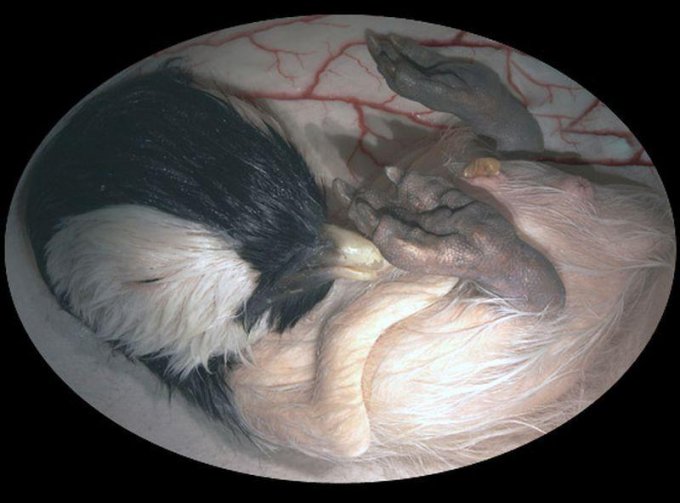 Как выглядят животные в материнской утробе. Фото