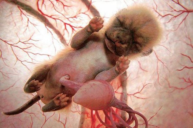 Как выглядят животные в материнской утробе. Фото