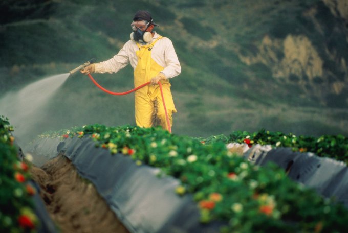 Как защитить свой организм от пестицидов