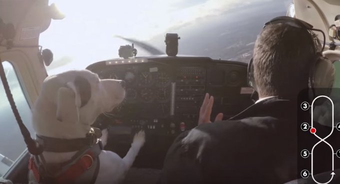 В британском шоу собак научили управлять самолетом под команды тренера. Видео