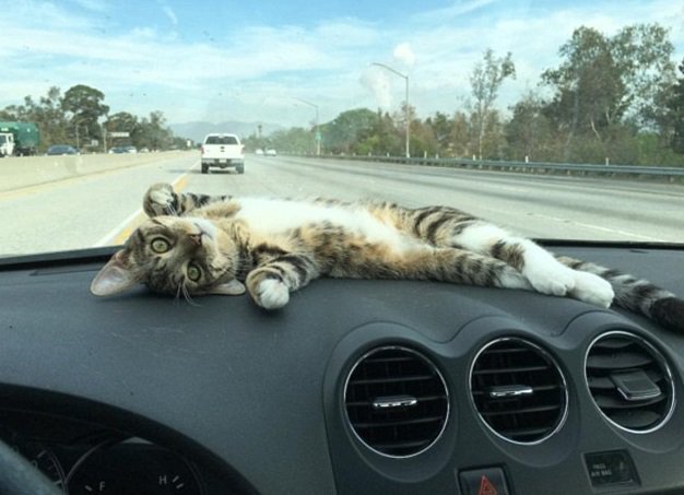 Забавные развлечения кошки в автомобиле рассмешили Сеть