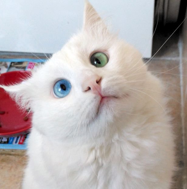 Пользователи Сети определили самого красивого в мире кота. Фото