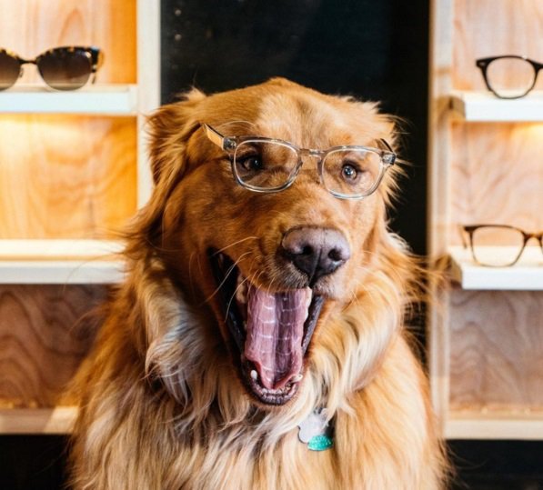 Удивительно фотогеничный пес покорил Интернет. Фото