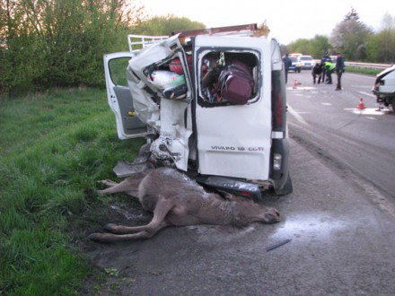 ДТП в Ровенской области: водитель иномарки сбил лося и погиб