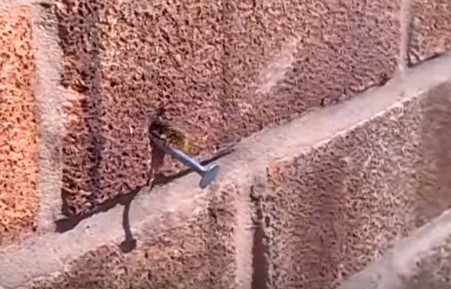 Хит Сети: упорная пчела избавилась от гвоздя в стене