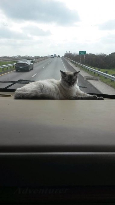 Забавные развлечения кошки в автомобиле рассмешили Сеть