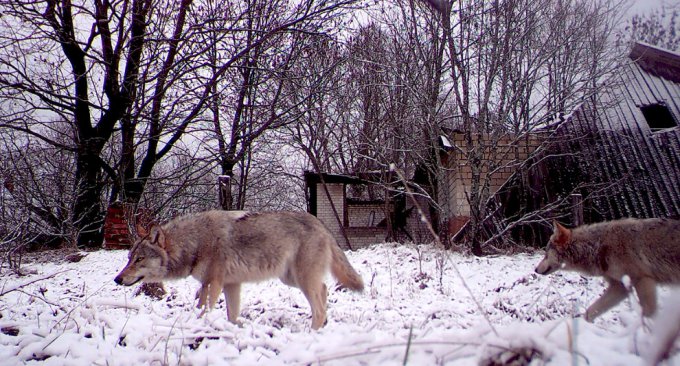 Как выглядят сегодня животные в Чернобыльской зоне. Фото