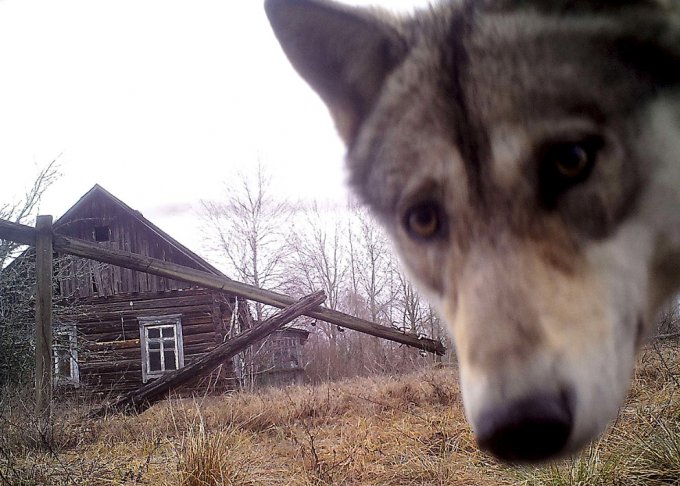 Как выглядят сегодня животные в Чернобыльской зоне. Фото