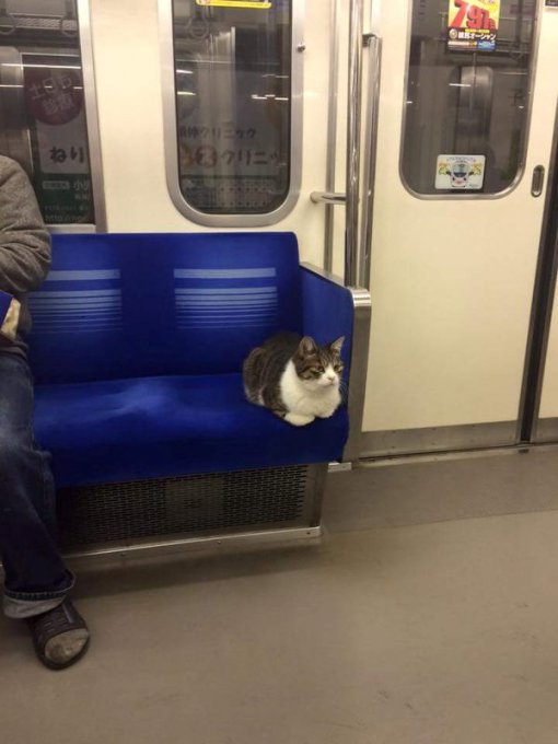 В Японии живет кошка, умеющая самостоятельно ездить в метро