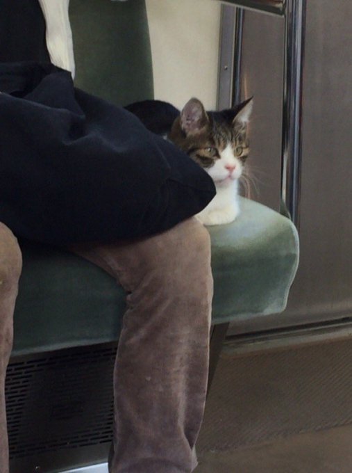 В Японии живет кошка, умеющая самостоятельно ездить в метро