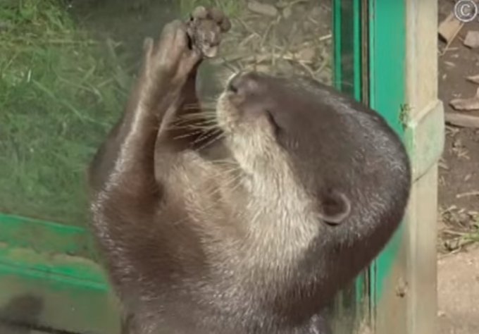 Забавная выдра развлекает посетителей зоопарка жонглированием камушка