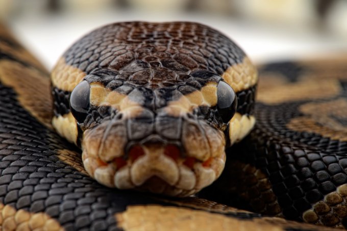 В Малайзии умерла 8-метровая змея. Видео