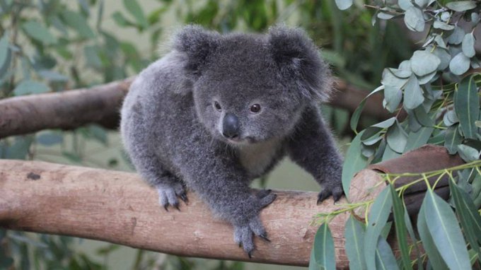Общительная маленькая коала стала настоящей звездой Интернета