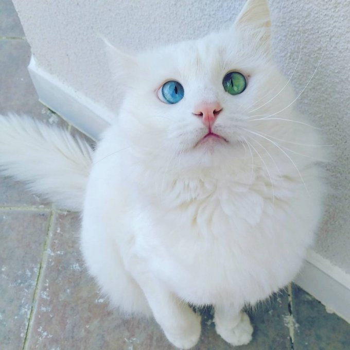 Пользователи Сети определили самого красивого в мире кота. Фото