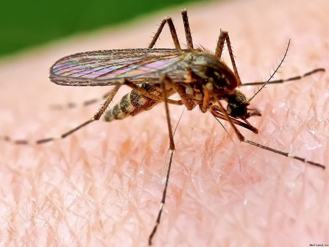 Ученые наконец-то нашли лекарство от малярии