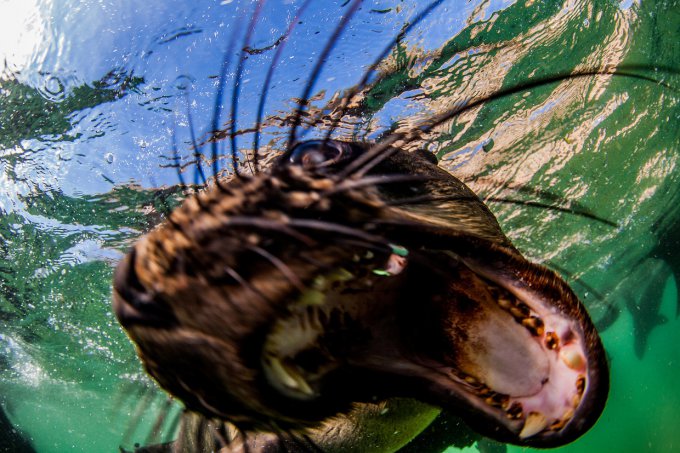 «Улыбающиеся» морские котики, при виде которых по коже бегут мурашки. Фото