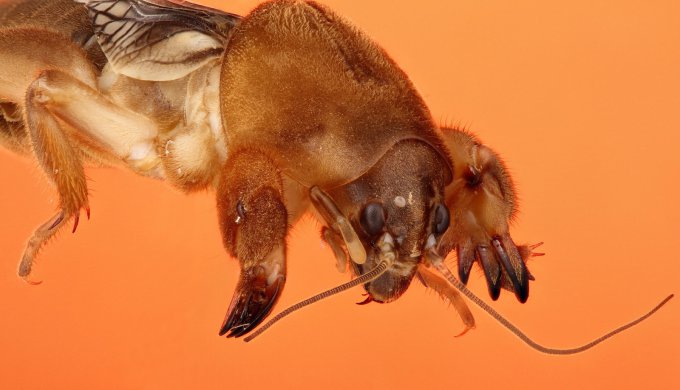 Впечатляющие макроснимки насекомых, которые заставят вас вздрогнуть. Фото