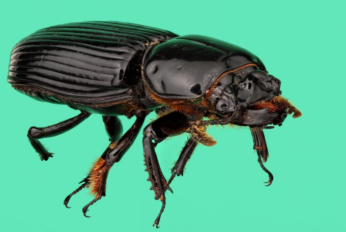 Впечатляющие макроснимки насекомых, которые заставят вас вздрогнуть. Фото