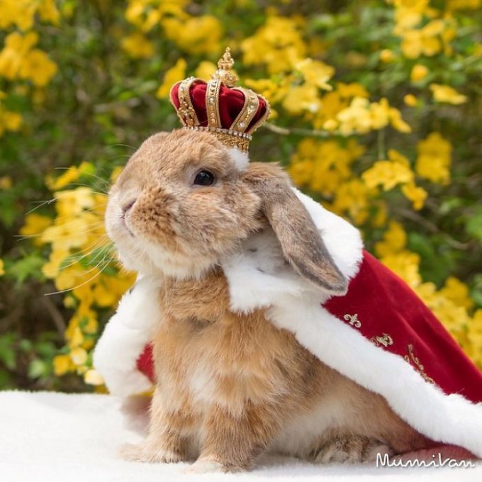Кролик-стиляга, который покорил Сеть своими модными образами. Фото