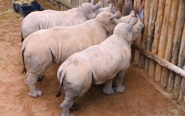Жалобный плач маленьких носорогов удивил пользователей Сети. Видео