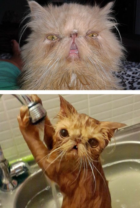 Забавные животные до и после купания. Фото
