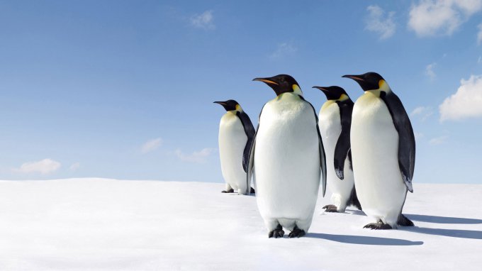Оперный певец испугал пингвинов в Антарктиде. Видео