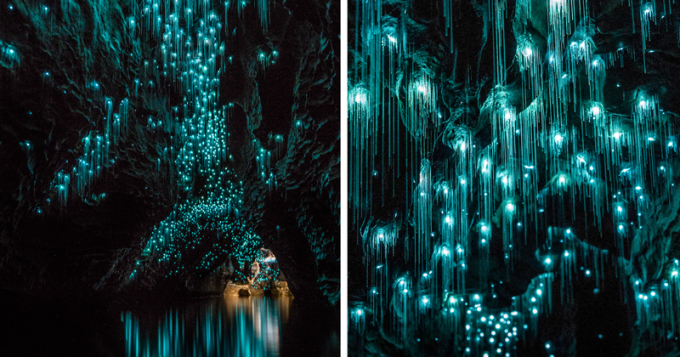 Новозеландские пещеры, в которых живут тысячи светлячков. Фото
