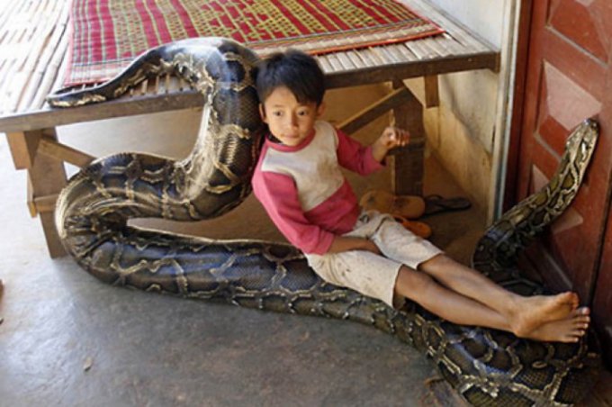 Удивительная дружба маленького камбоджийца и гигантского питона. Фото