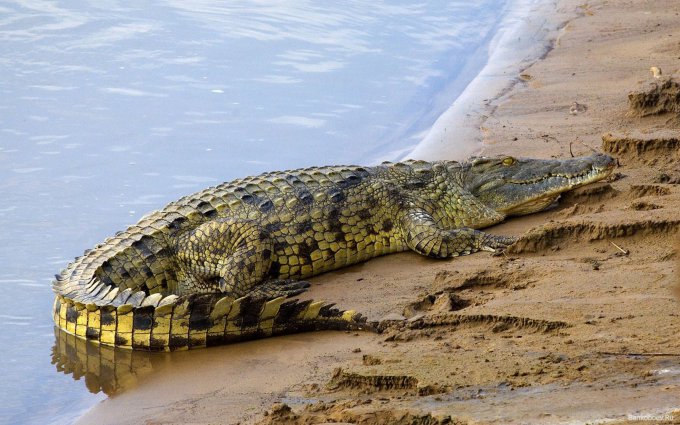 В Австралии крокодил утащил под воду купающуюся женщину