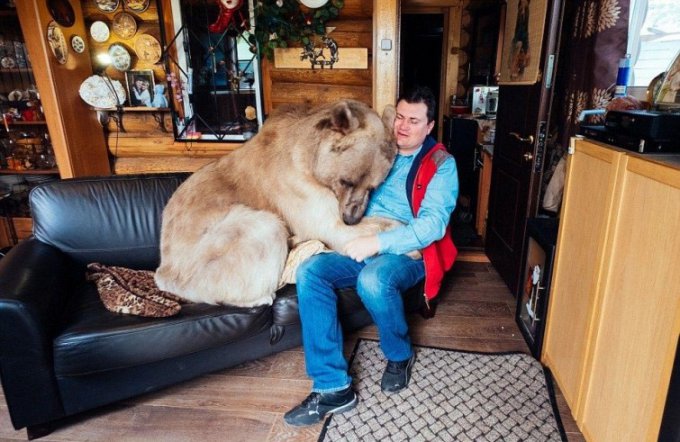 Зачем мелочиться: в одной российской семье живет настоящий медведь. Фото