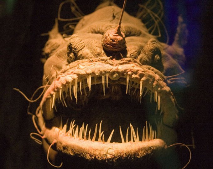 Ужасные монстры, до сих пор обитающие в морских глубинах. Фото