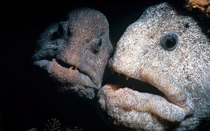 Ужасные монстры, до сих пор обитающие в морских глубинах. Фото
