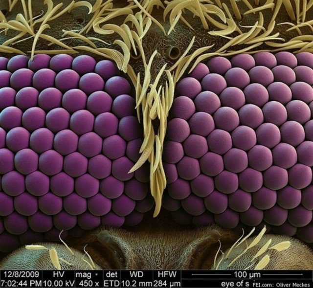 Как выглядят привычные вещи под микроскопом. Фото