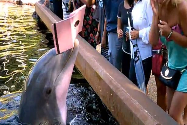 Дельфин позаимствовал у туристки планшет. Видео
